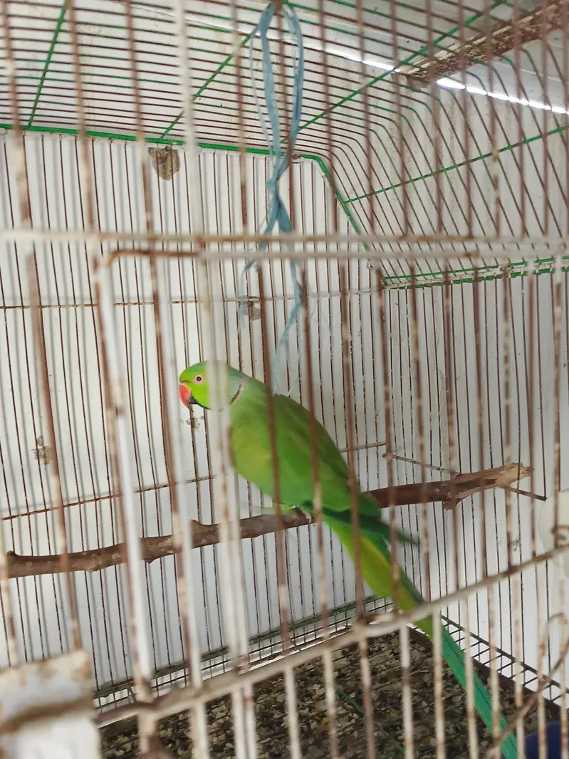 breading parrot h full size mai — photo 4