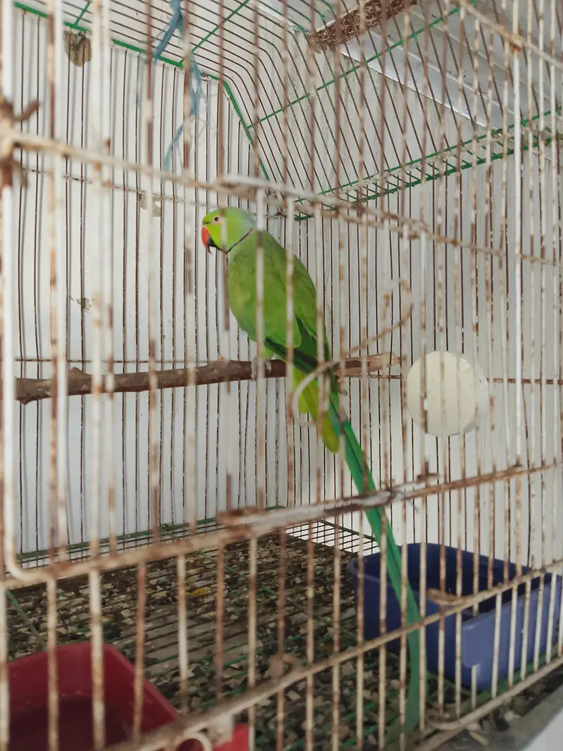 breading parrot h full size mai — photo 5
