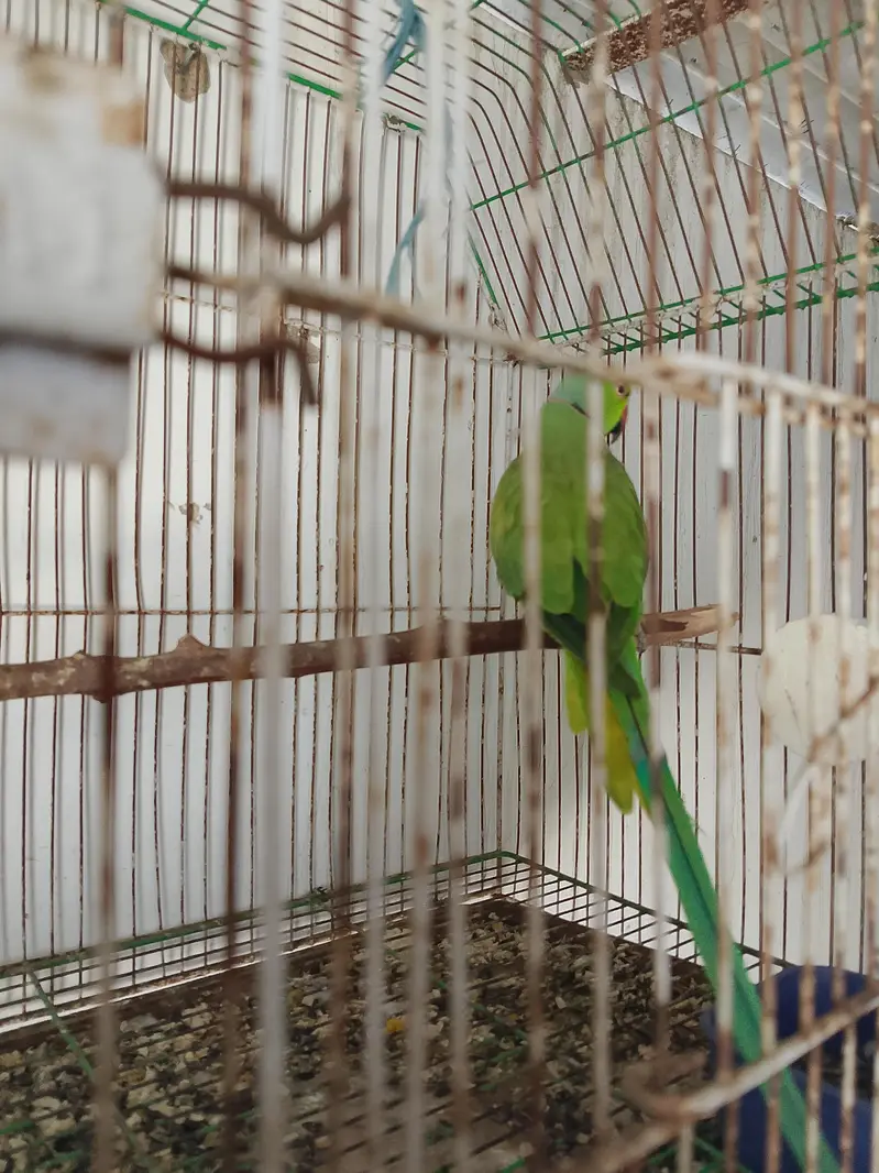 breading parrot h full size mai — photo 6