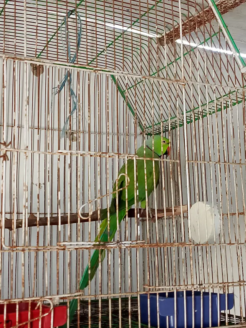breading parrot h full size mai — photo 7