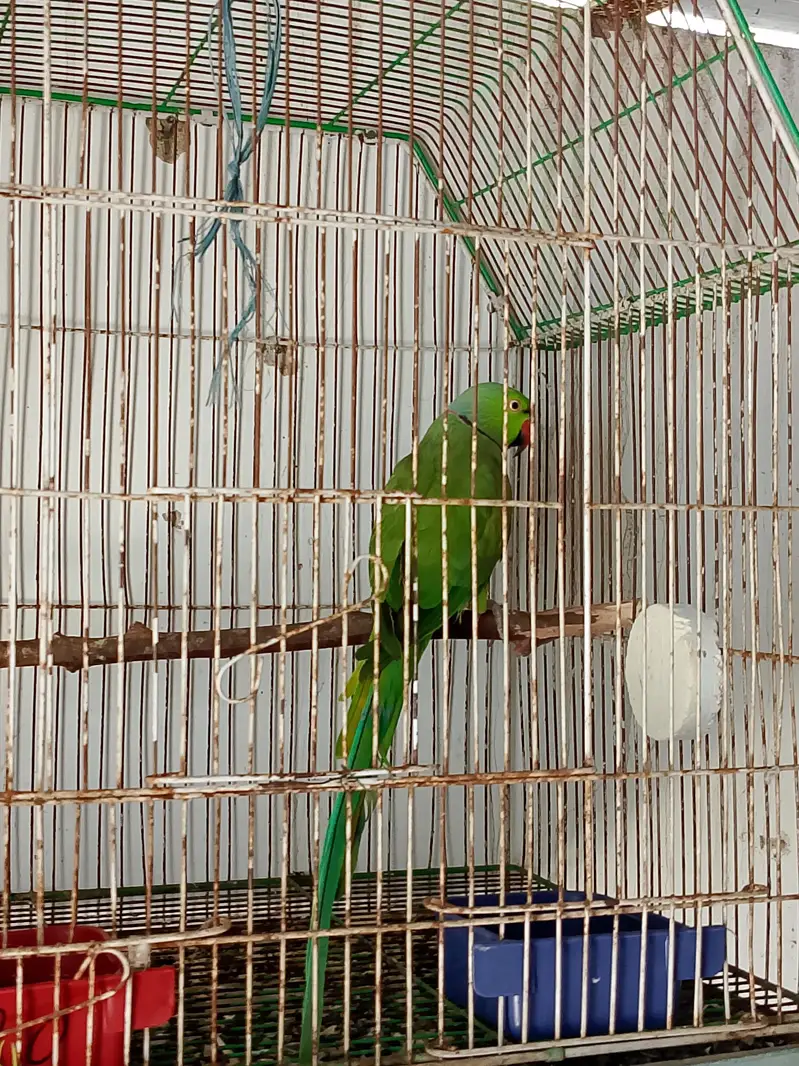 breading parrot h full size mai — photo 8