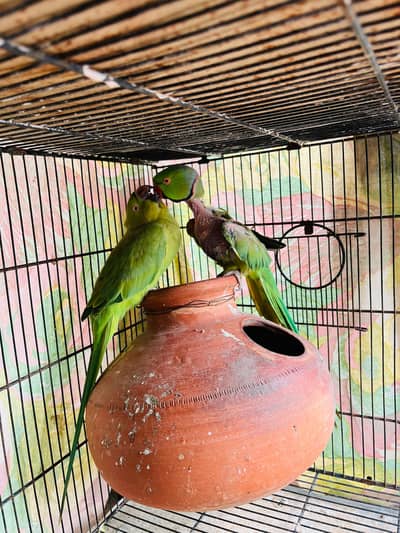Pakistani Green Parrots Pair