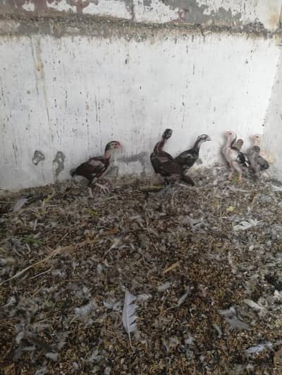 Quality Aseel Drigan/Bangam and More chicks Avaliable
