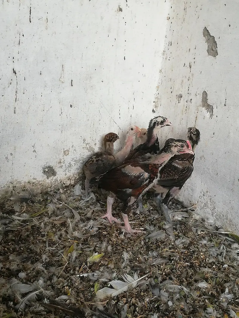 Quality Aseel Drigan/Bangam and More chicks Avaliable — photo 11