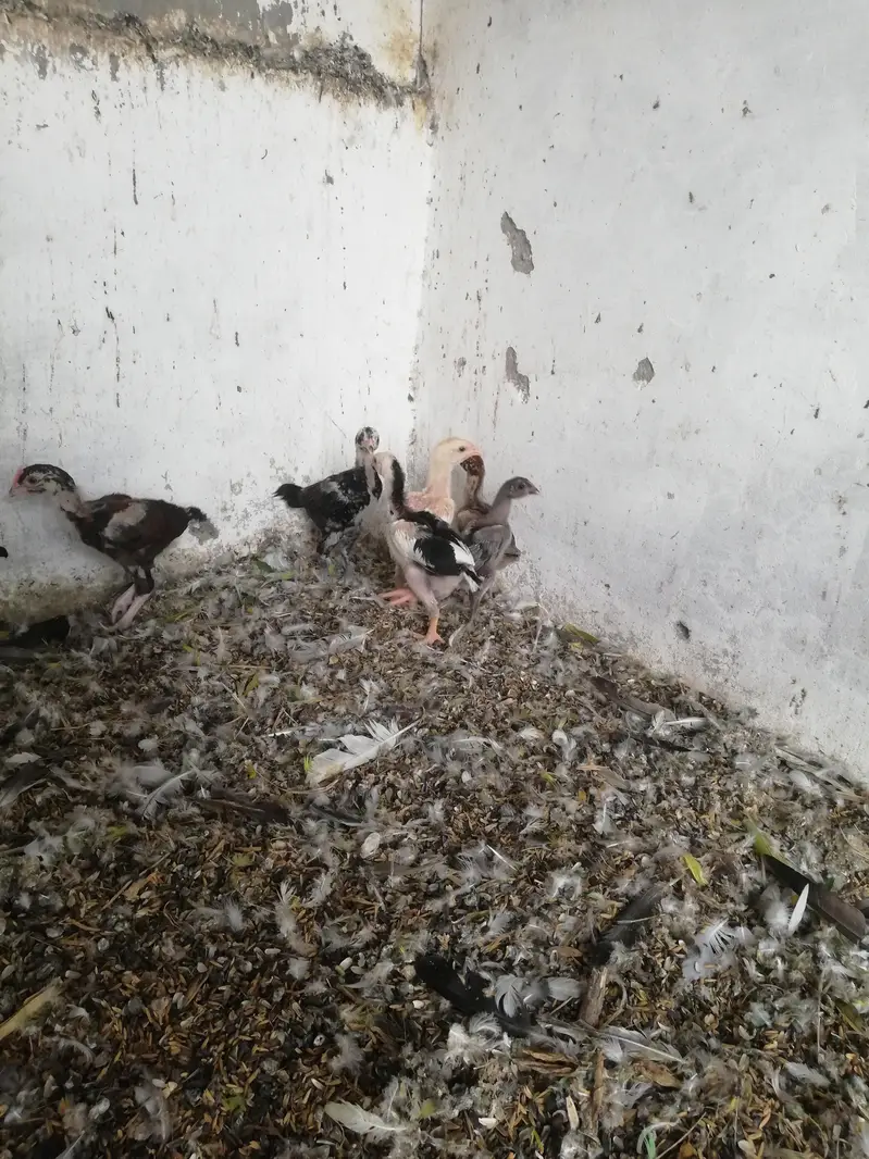 Quality Aseel Drigan/Bangam and More chicks Avaliable — photo 12