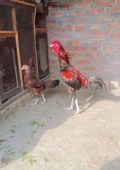 Asel bird