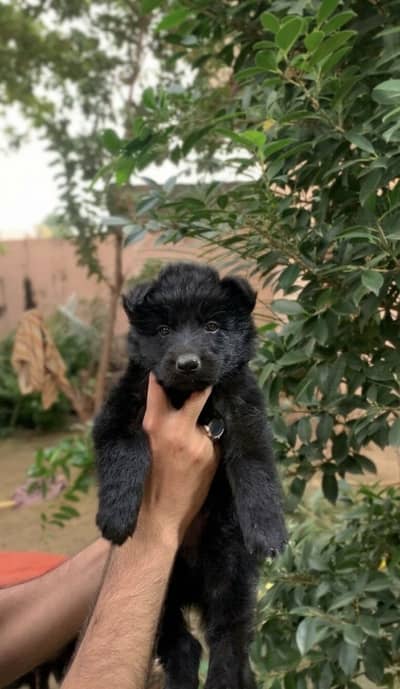 German shepherd puppies