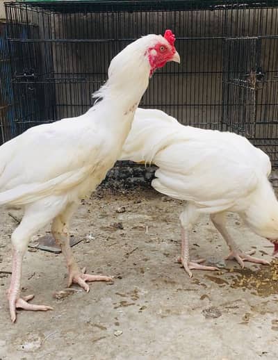 Paper white Heera Aseel Available For Sale