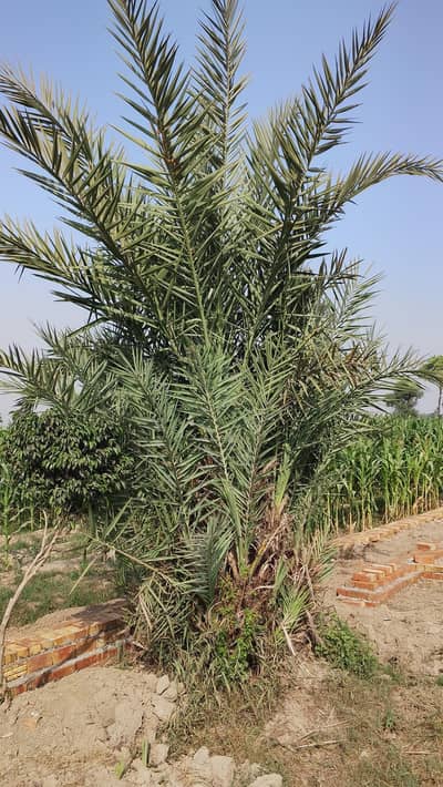 arab khajja For Sale