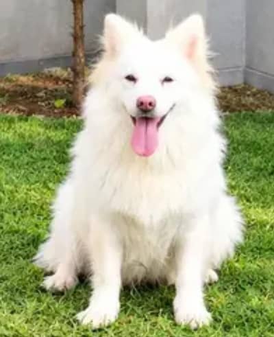 PURE RUSSIAN DOG