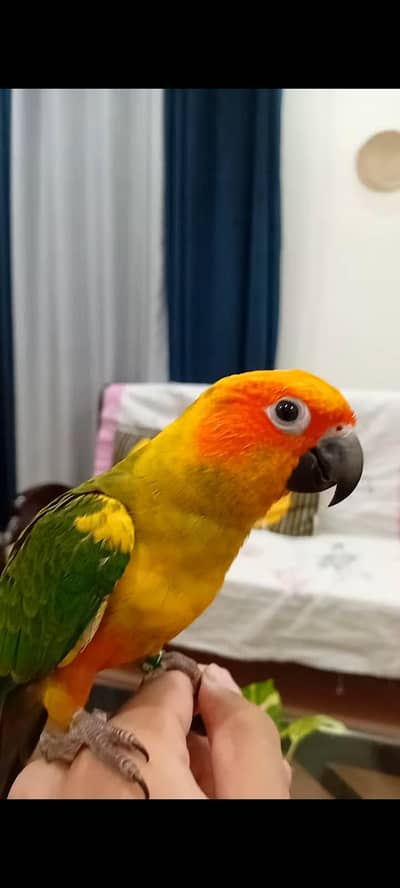 SUNCONURE SEMI TAMED MALE