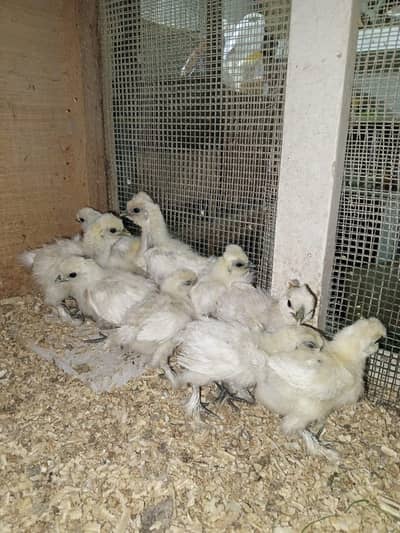 white silki chick available