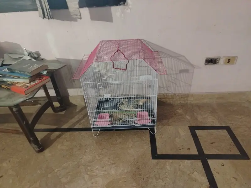 cage for parrots hens,new condition — photo 2