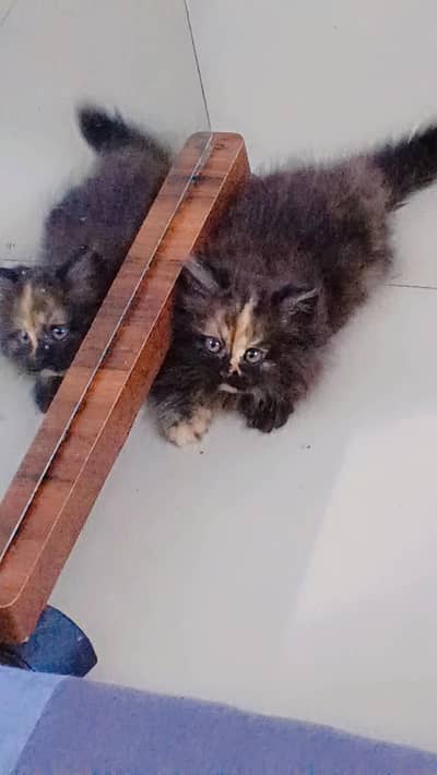 Persian kitten
