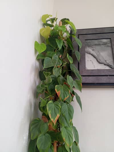 Money Plant for Sale