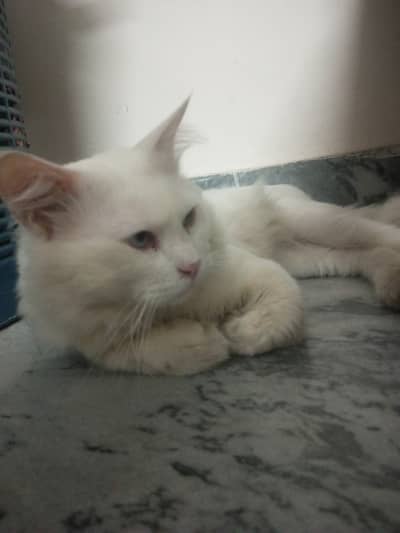 Trained cat with blue eyes
