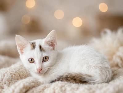 cute white kitten with brown tail playfull  rawalpindi
