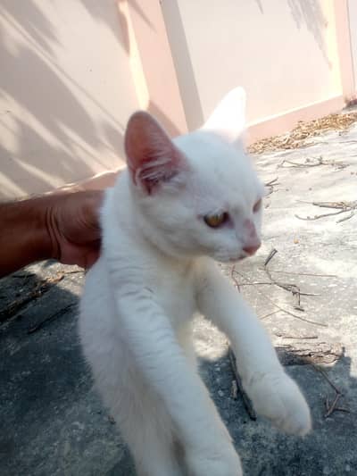 percian cat kitten