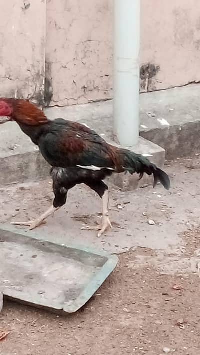 Aseel Hens and Aseel pathay