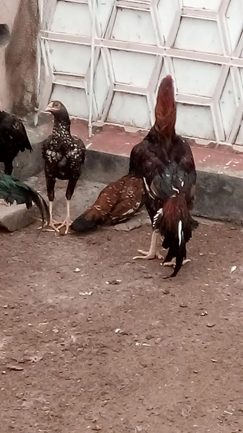 Aseel Hens and Aseel pathay — photo 2