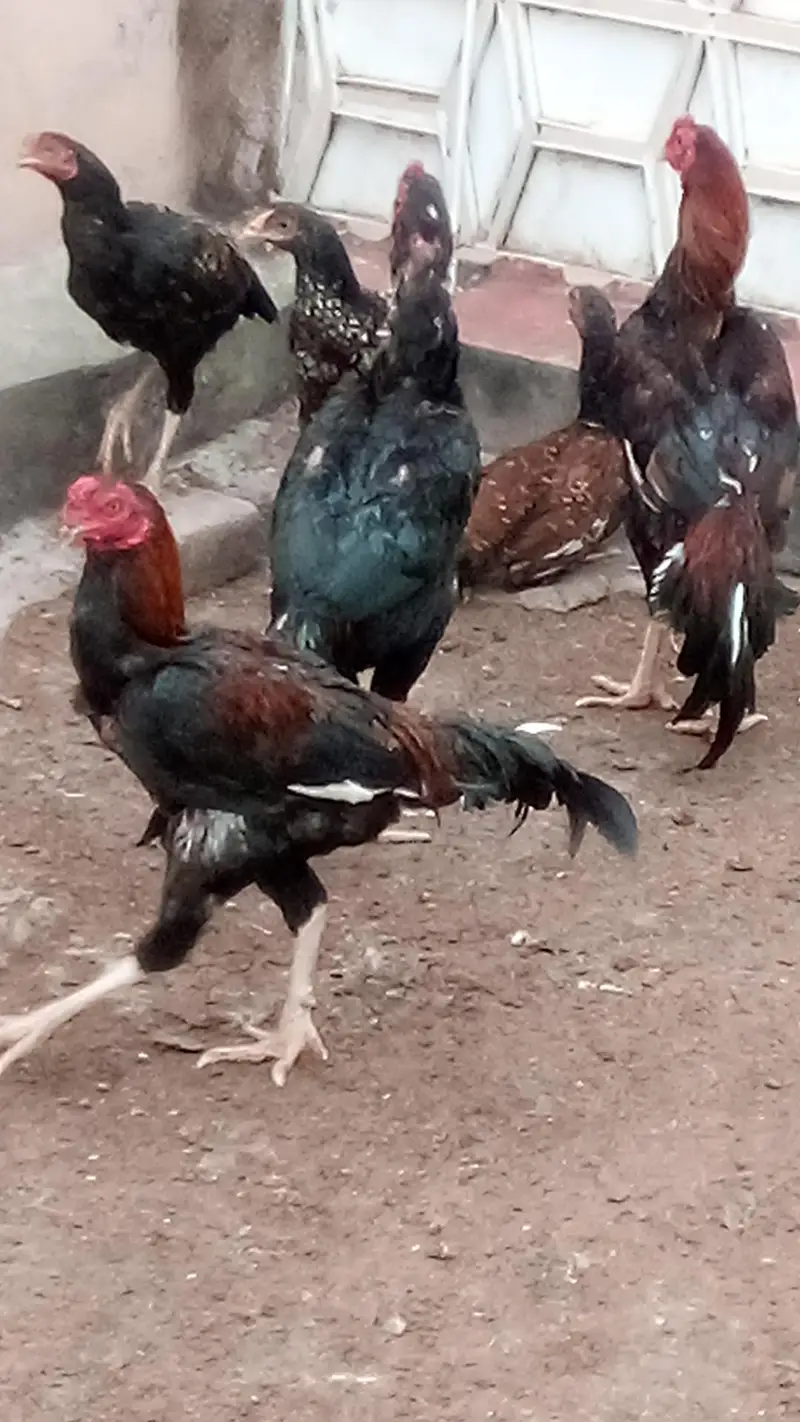 Aseel Hens and Aseel pathay — photo 3