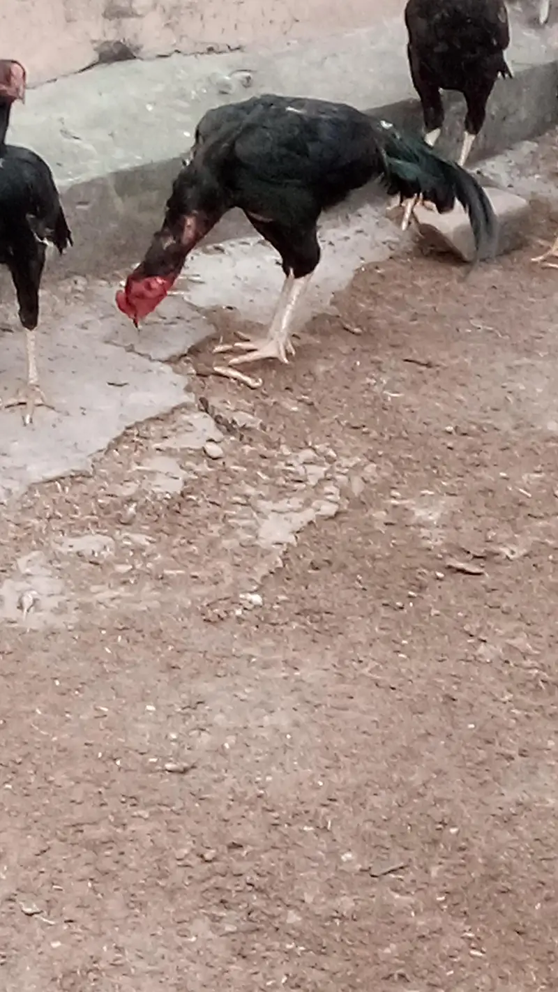 Aseel Hens and Aseel pathay — photo 4