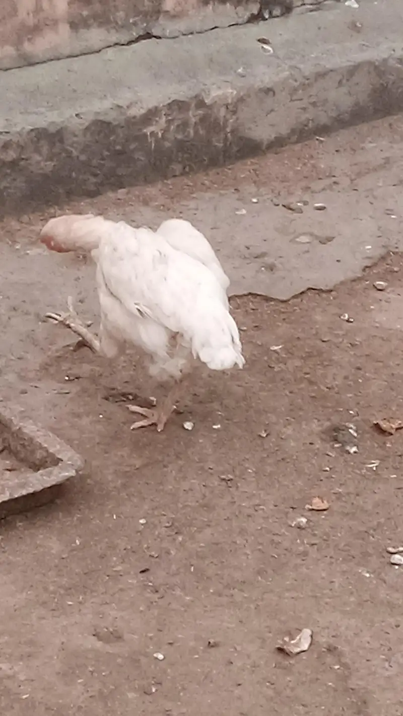 Aseel Hens and Aseel pathay — photo 6