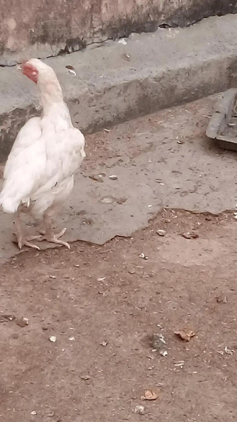Aseel Hens and Aseel pathay — photo 7