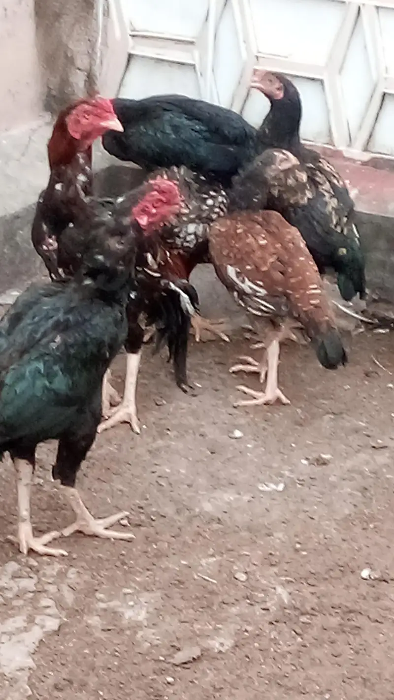 Aseel Hens and Aseel pathay — photo 8