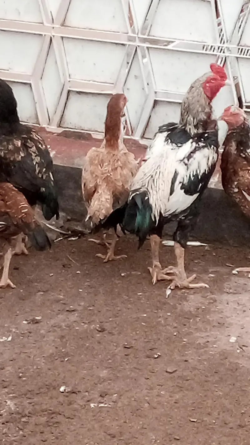 Aseel Hens and Aseel pathay — photo 9