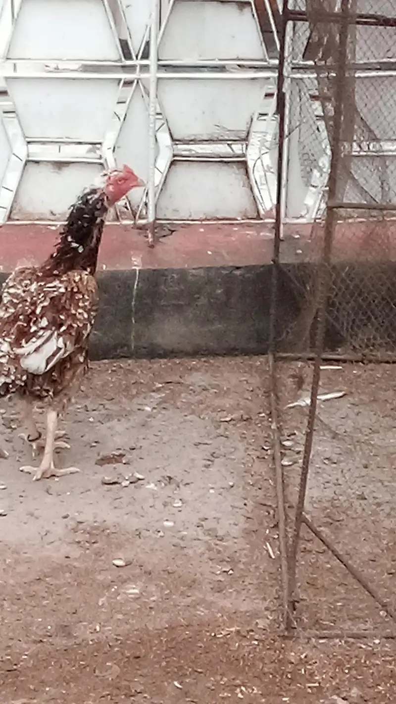 Aseel Hens and Aseel pathay — photo 10