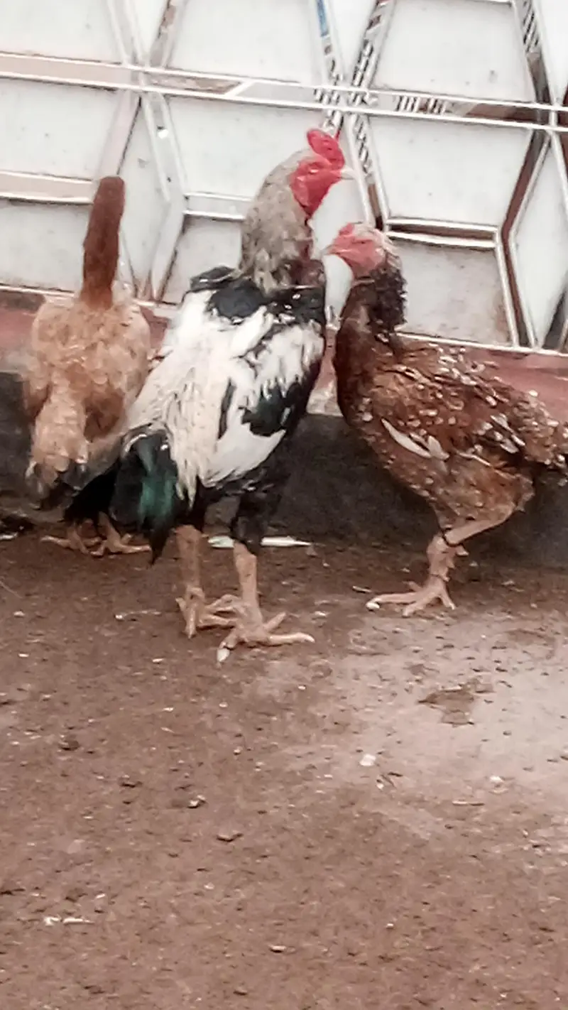 Aseel Hens and Aseel pathay — photo 11