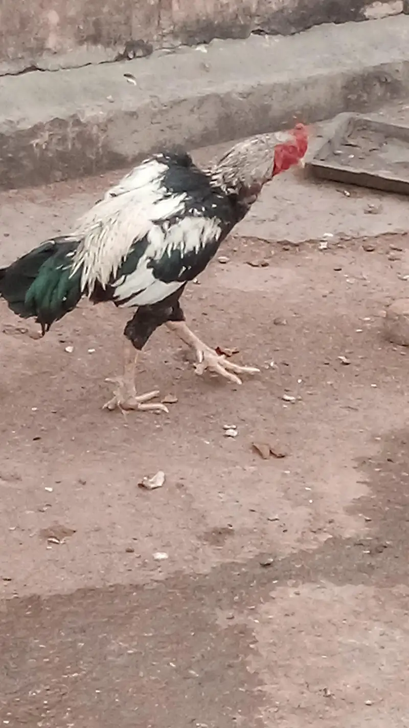 Aseel Hens and Aseel pathay — photo 12