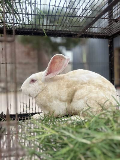 Pure newzeland rabbits male urgent for sales 03368792398