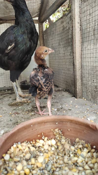 Mushki Lasani Female with ASEEL chicks Zero Size Me