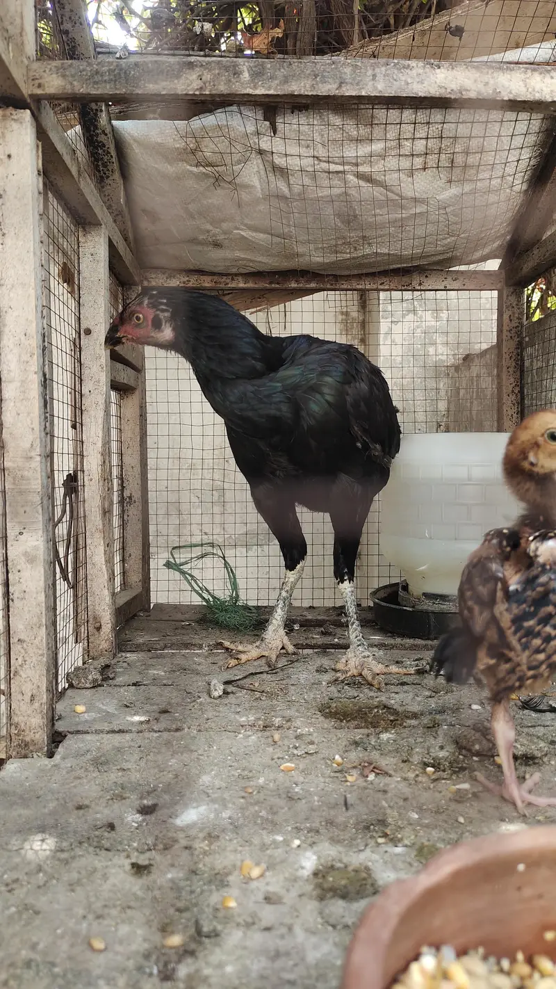 Mushki Lasani Female with ASEEL chicks Zero Size Me — photo 2