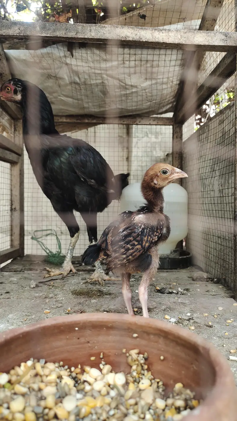 Mushki Lasani Female with ASEEL chicks Zero Size Me — photo 3