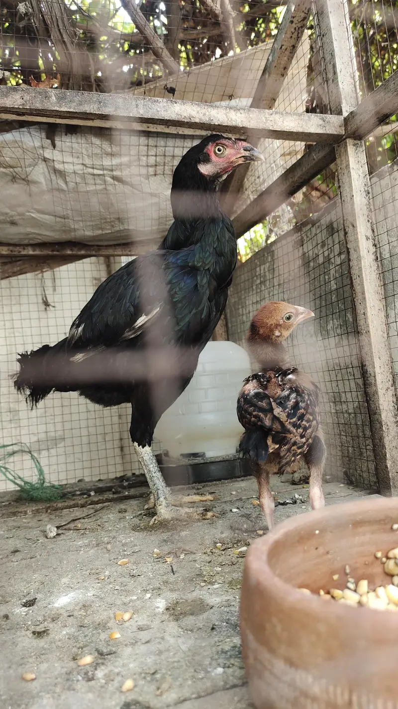 Mushki Lasani Female with ASEEL chicks Zero Size Me — photo 4