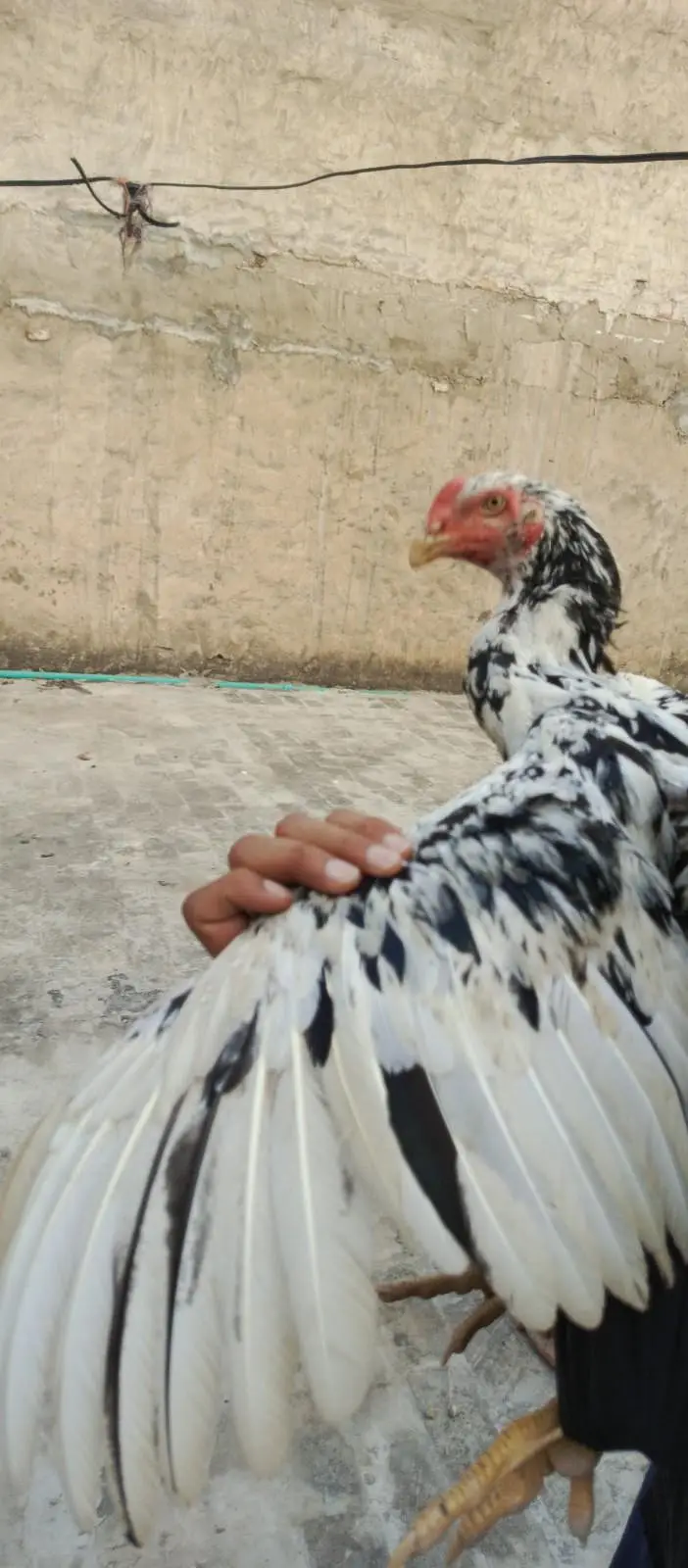 Aseel| Hens| Shamo| German| Japanese| Pair| Original| 100% — photo 3