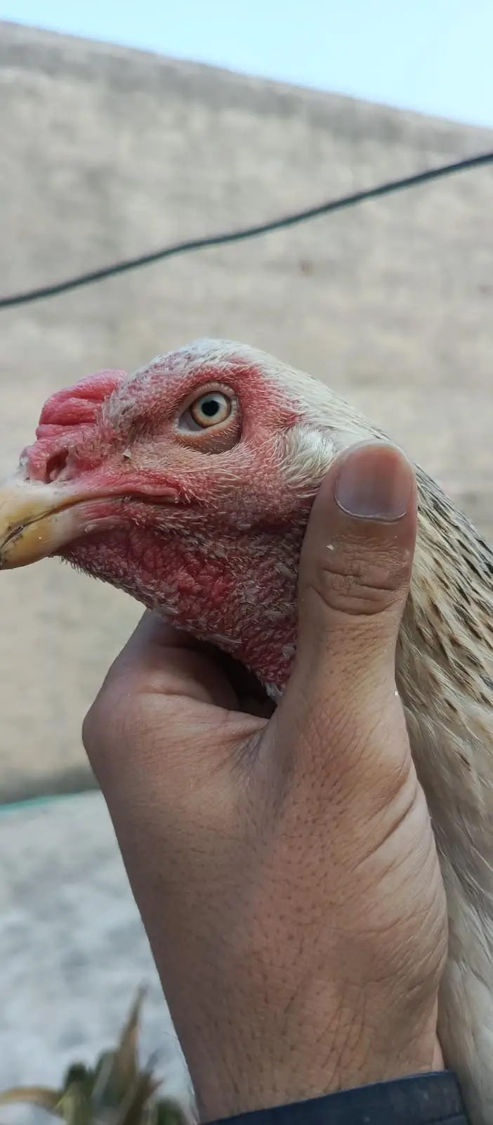 Aseel| Hens| Shamo| German| Japanese| Pair| Original| 100% — photo 8