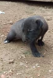 1. Tiny Titan Bully Girl   27 Days Old Female Bully Pup .