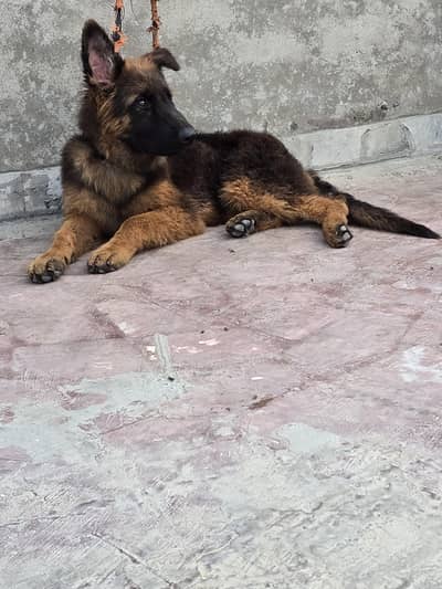 german shepherd
