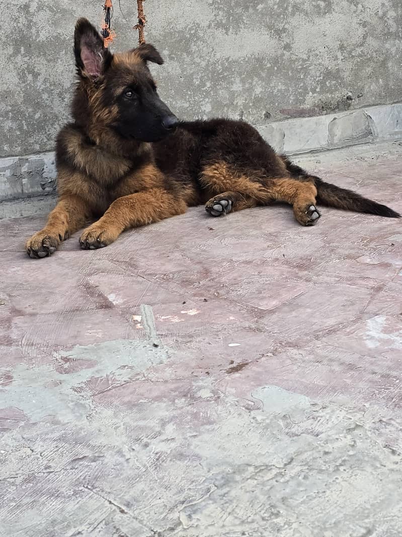 german shepherd 0