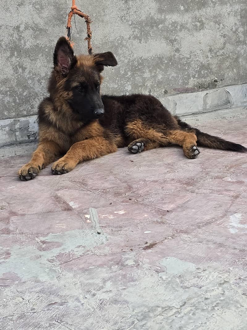 german shepherd 1