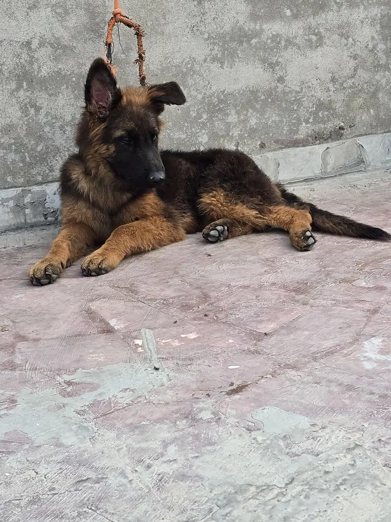 german shepherd — photo 2