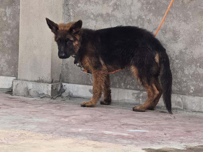 german shepherd 2