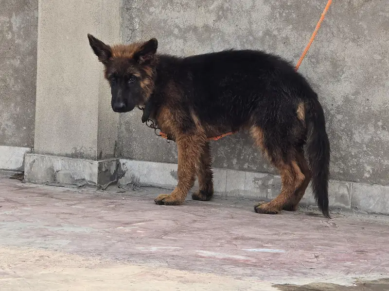 german shepherd — photo 3