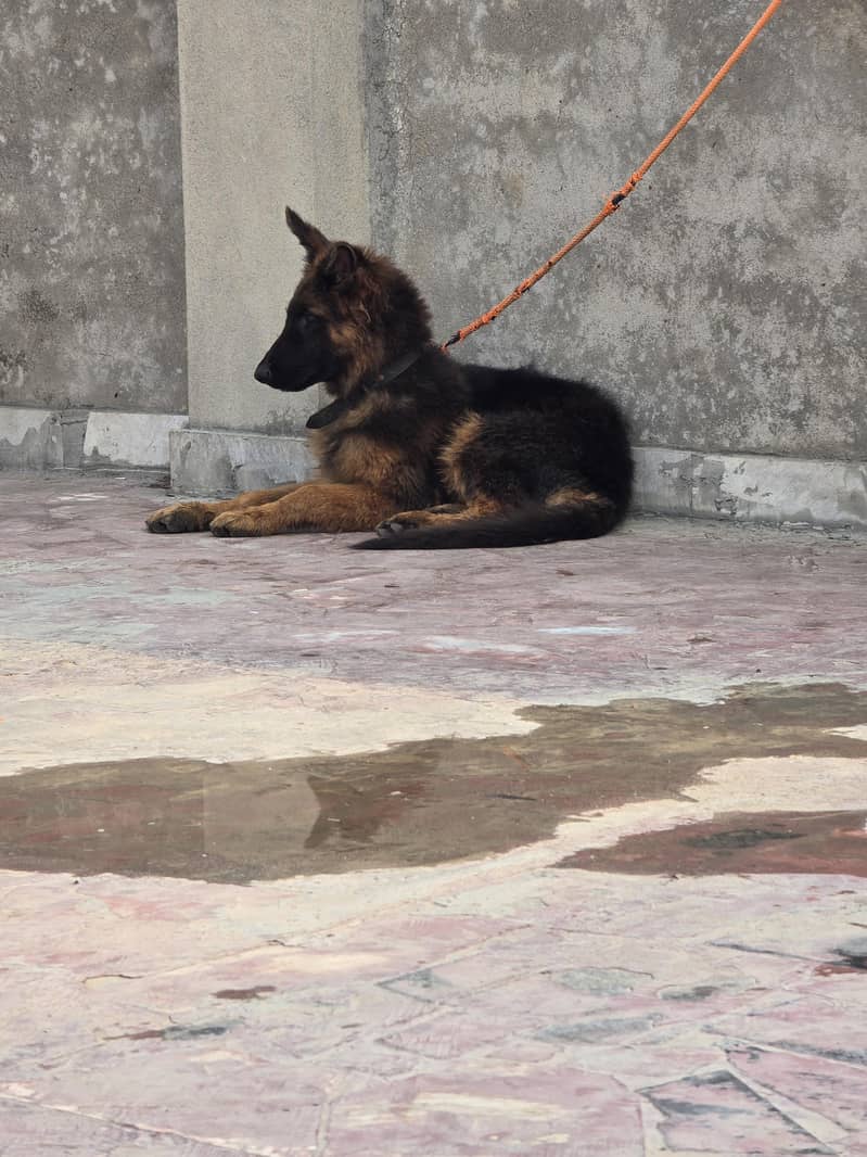 german shepherd 3