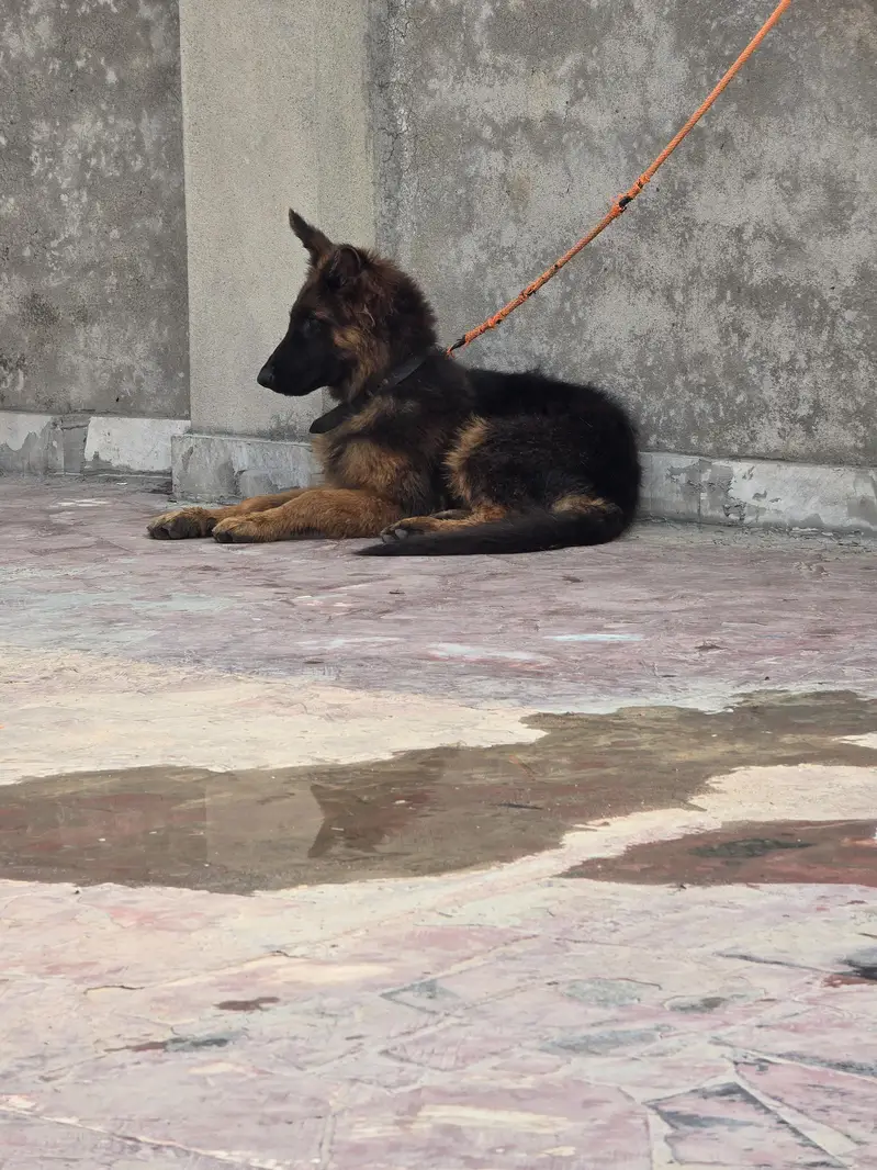 german shepherd — photo 4