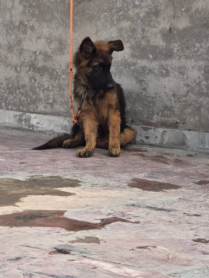 german shepherd 4